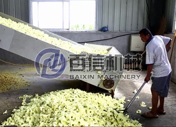 黃蜀葵花烘干現(xiàn)場