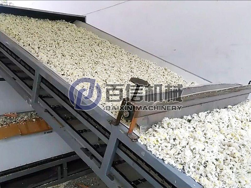 菊花烘干機(jī)-菊花烘干設(shè)備-菊花