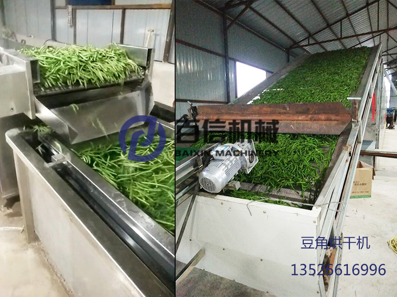 黑龍江脫水蔬菜豆角烘干生產(chǎn)線現(xiàn)場(chǎng)   