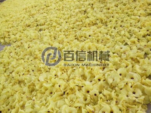 黃蜀葵花如何采摘干燥貯藏？