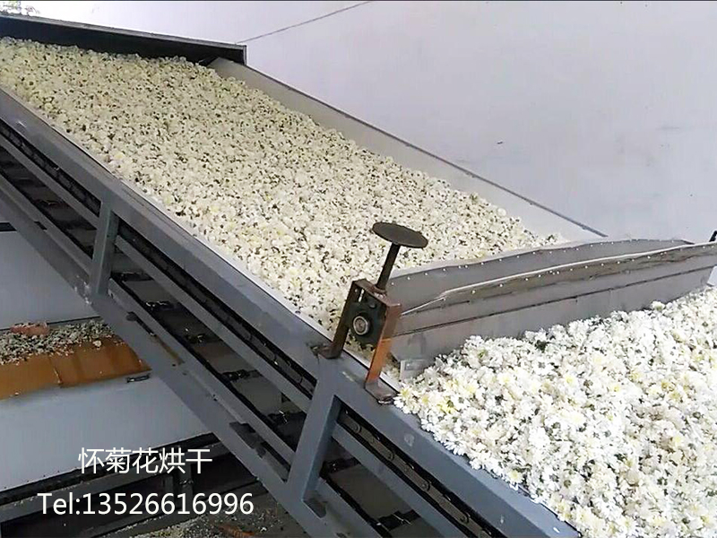 懷菊花如何烘干加工？