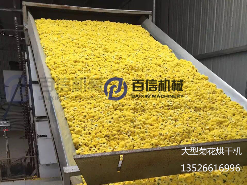 大型菊花烘干機