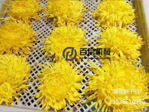 如何利用菊花烘干機烘出優(yōu)質(zhì)菊花？