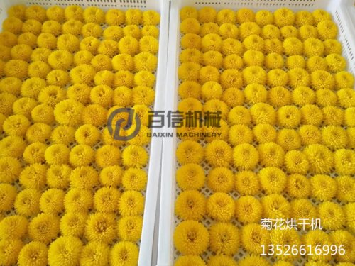 不同菊花烘干工藝有什么不同？