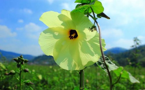 黃蜀葵花烘干 就要“先”人一步！