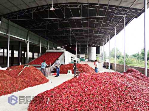為什么你的辣椒烘干機(jī)辣椒產(chǎn)量會(huì)那么低