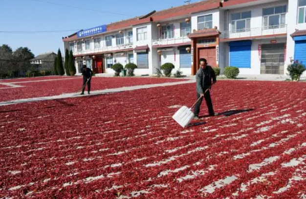 傳統(tǒng)辣椒烘干